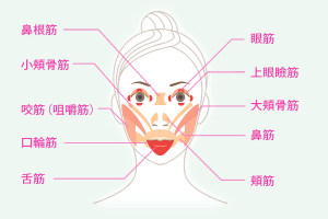 図:表情筋